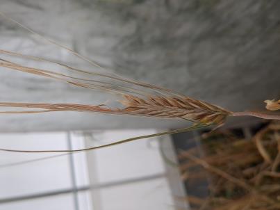 Click for 1 image(s) for this accession. SPIKE